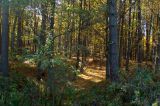 Narols forest