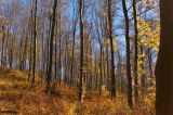 Beech forest near  WOLA WIELKA