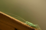 the grasshopper