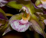 Orchid_MG_6943 copy.jpg