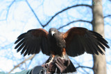 Harris Hawk 6