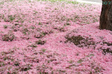 Pink Snow 2