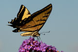 Swallowtail Butterfly (Papilionidae) on Butterfly Bush