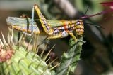 Very Hungry Grasshopper (Closeup)