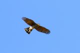 Sharp-shinned Hawk