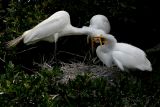Great Egret  (Hungry fledglings - 4 of 4)