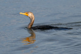 Double-crested Cormorant