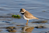 Semipalmated <s>Sandpiper</s> Plover (Thanks, Tom)