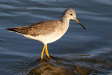 Greater Yellowlegs