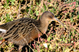 Califonia Clapper Rail