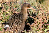 Califonia Clapper Rail