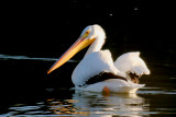 American White Pelican