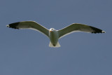 Soaring Glaucous-winged Gull