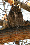Great Horned Owls in the Cottonwoods