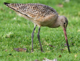 Marbled Godwit