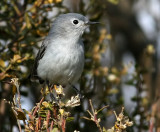 Blue-gray Gnatcatcher