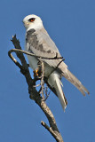 White-tailed Kite