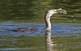 Double-crested Cormorant