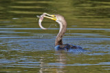 Double-crested Cormorant