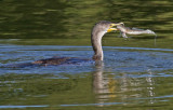 Double-crested Cormorant
