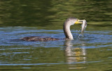 Double-crested Cormorant