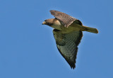 Red-tailed Hawk