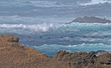 Cormorants fly towards Bird Rock