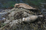Sleepy Harbor Seals