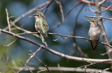 Annas Hummingbirds