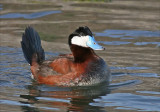 Ruddy Duck <br>(Oxyura jamaicensis)