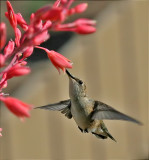  Allens Hummingbird (Female)
