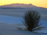 yuccasunset.jpg