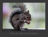 Squirrel Having Breakfast