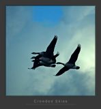 Crowded Skies