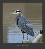 Blue Heron
