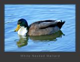 White Necked Mallard