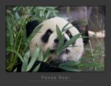 Panda4