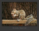 Greedy Squirrel