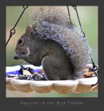 Squirrel in feeder