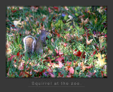 zoo squirrel