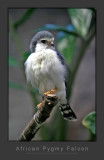 African Pygmy Falcon
