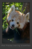 Red Panda Breakfast1