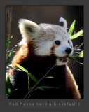Red Panda Breakfast2