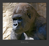 Gorilla