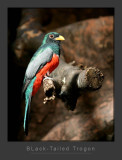 Black-Tailed Trogon