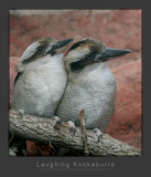 Laughing Kookaburra