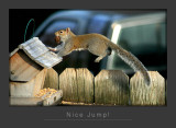 Nice Jump