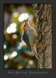 Red-Bellied Woodpecker