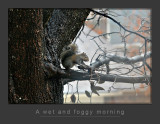 Foggy morning