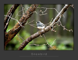 Dark-eyed Junco